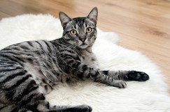 Cat laying on white rug
